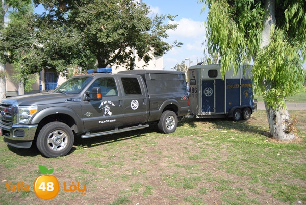 blomfeiled 803 (11).JPG